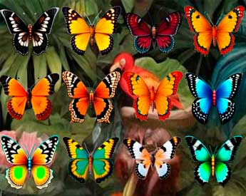 Картинка с несколькими бабочками